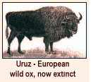 aurochs